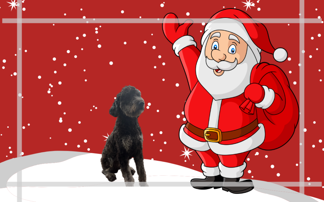 The Best Christmas Gifts for Your Dog